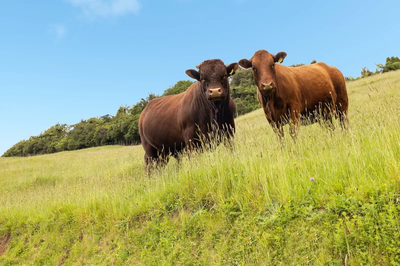 526 Lund Road, Aongatete 3178, New Zealand, Aongatete, Bay of Plenty, New Zealand. - Photo 27