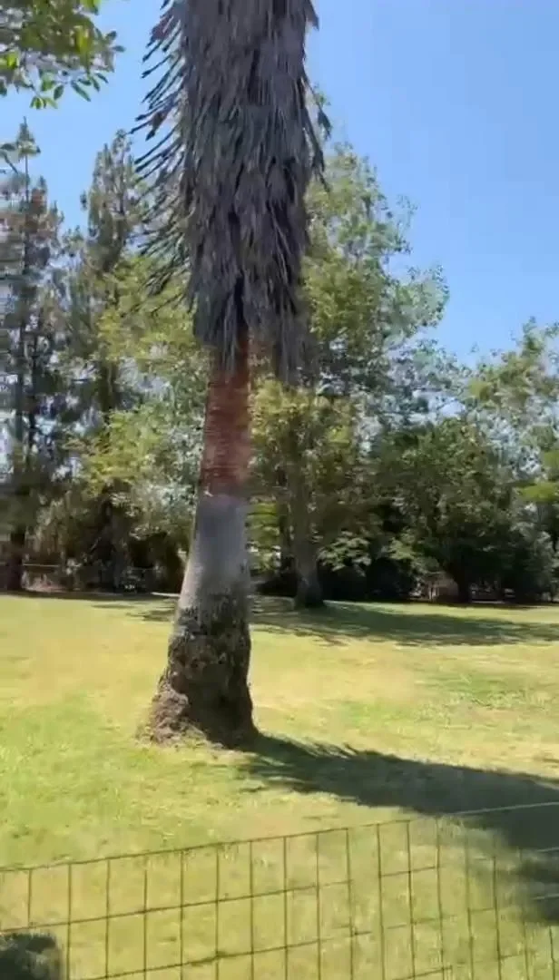 12445 Alta Mesa Road, Herald, CA 95638, Herald, California, United States. - Photo 29