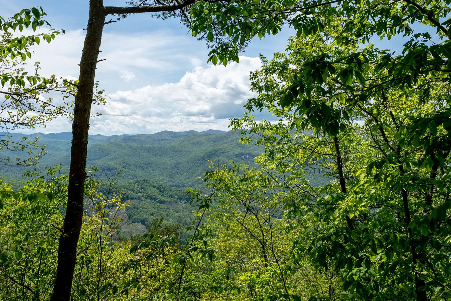 444 Woodring Cemetery Road, Tuckasegee, NC 28783, 28783, North Carolina, United States. - Photo 28