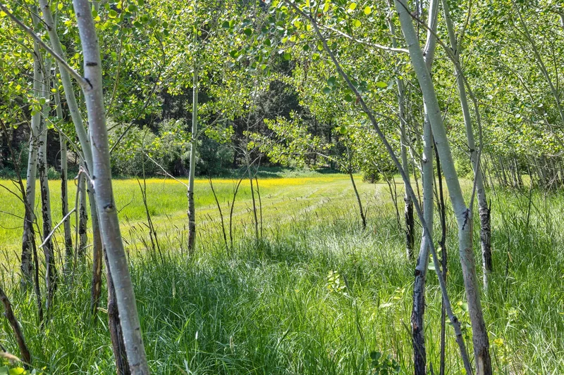 NHN East Fork Road, Sula, MT 59871, Sula, Montana, United States. - Photo 28