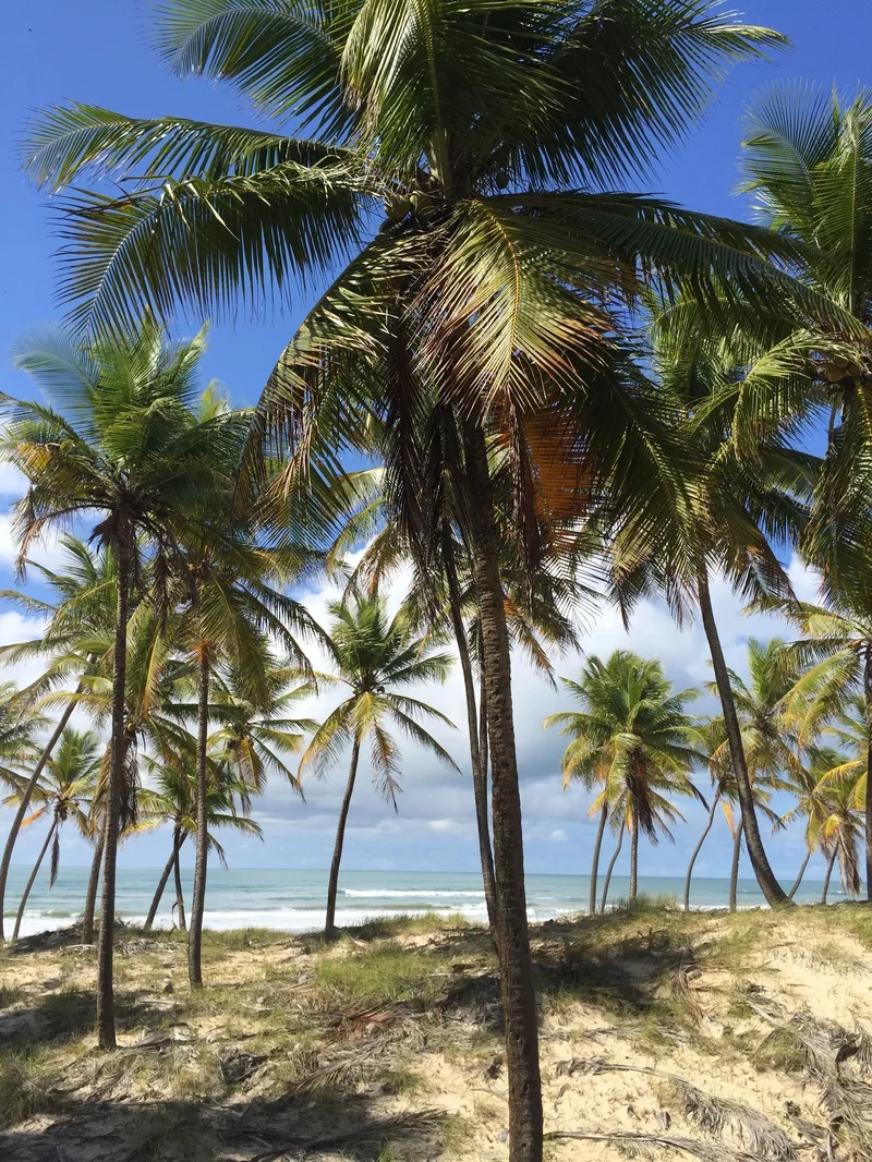 PRIME BEACHFRONT DEVELOPMENT OPPORTUNITY IN BAHIA 100 HECTARES 1KM BEACH