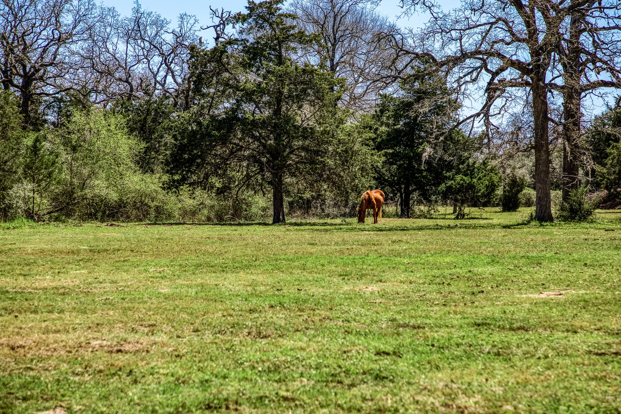 17677 Tranquil Ln , Cat Spring, TX 78933, Cat Spring, Texas, United States. - Photo 24