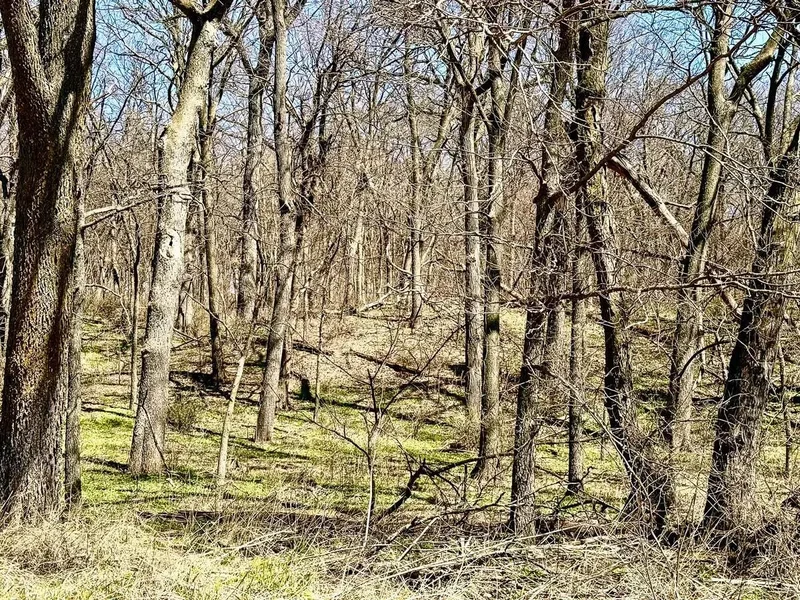 40 ACRES 305th Street, MALVERN, IA 51551, Malvern, Iowa, United States. - Photo 8