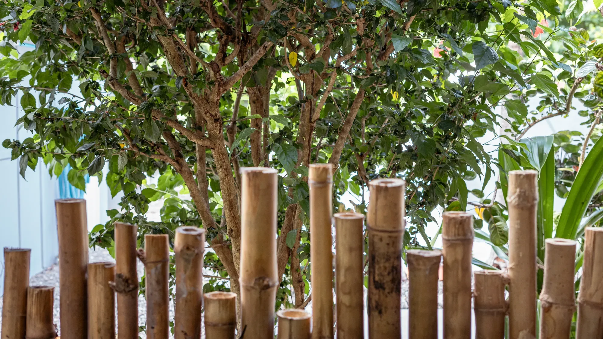 Guanacaste Province, Villareal, Costa Rica, Villareal, Guanacaste Province, Costa Rica. - Photo 26
