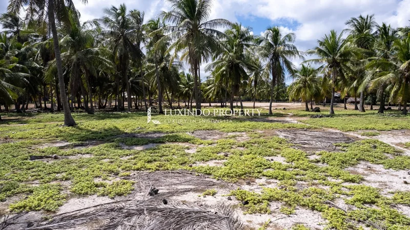 3RVP+WM6, Oenggaut, Rote Barat, Rote Ndao Regency, East Nusa Tenggara, Indonesia, East Nusa Tenggara, Indonesia. - Photo 3