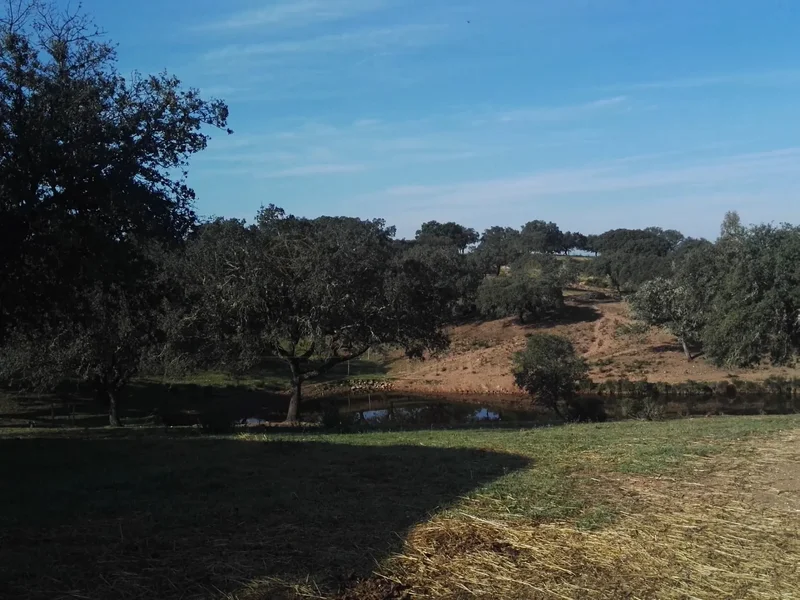 Vila Verde de Ficalho, Beja District, Portugal. - Photo 8