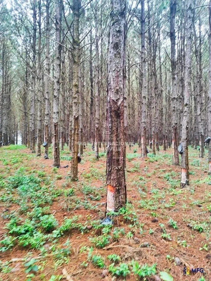 Ronco, State of Paraná, Brazil. - Photo 12