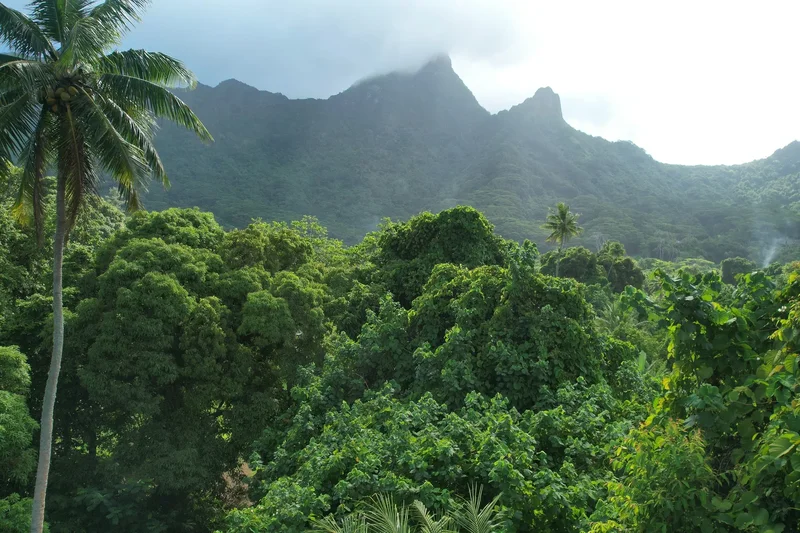 TEAVARO, 98728, Moorea-Maiao, French Polynesia. - Photo 6