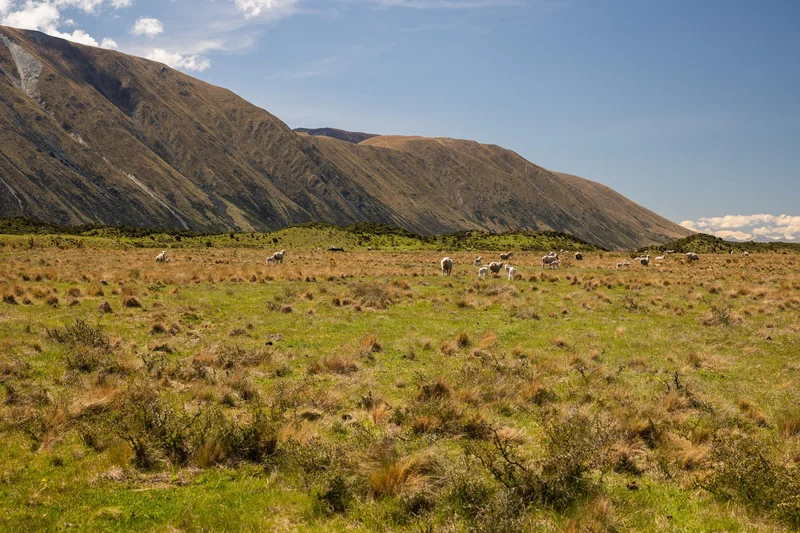 Ohau Downs Station  Lake Ohau, Ohau, OTA, Lake Ōhau, Canterbury, New Zealand. - Photo 10