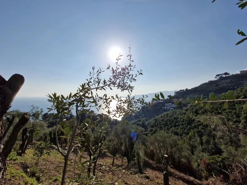 Sant'Andrea di Rovereto, Sant'Andrea di Rovereto, Liguria, Italy. - Photo 36