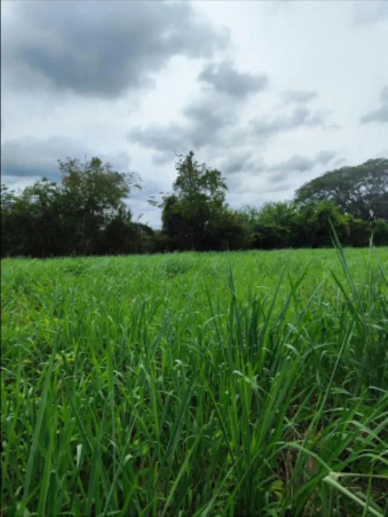 LAND FOR SALE IN HERRERA, CHITRE COMMERCIAL AREA