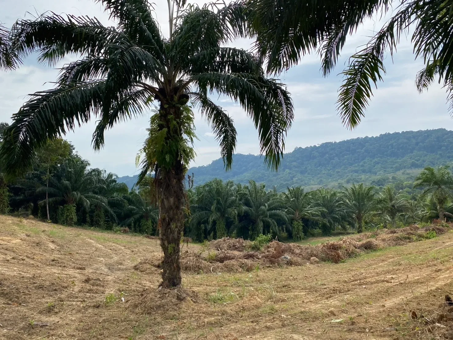 Krabi,, Nong Thale, Krabi, Thailand. - Photo 1