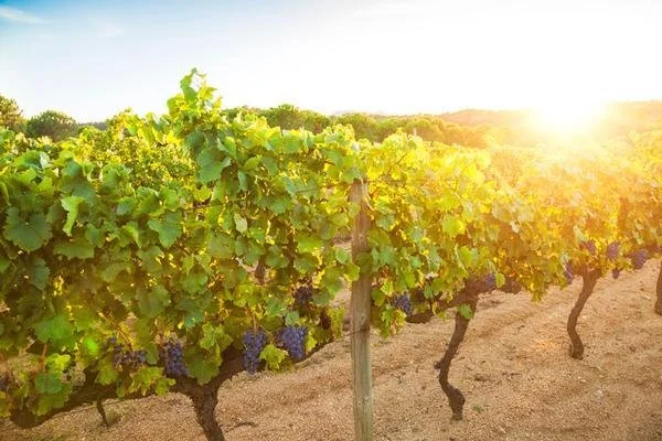 Viguera, La Rioja, Spain. - Photo 5