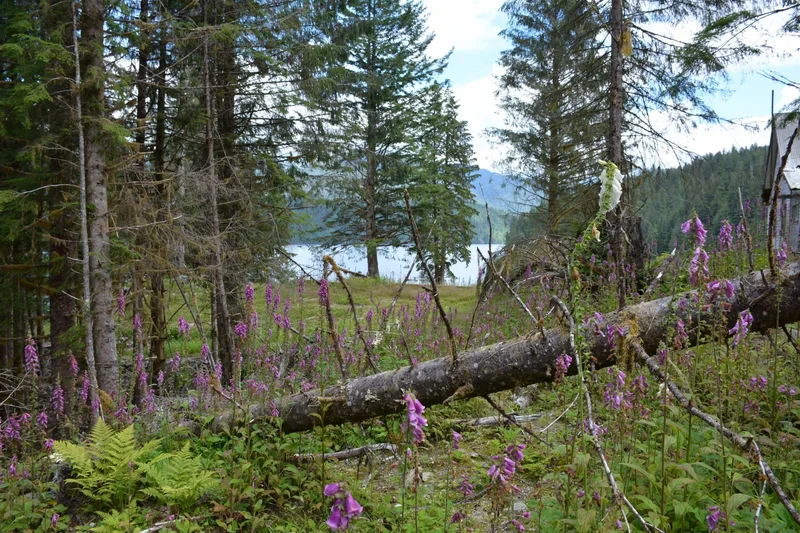 Butedale, Princess Royal Island, Butedale, British Columbia, Canada. - Photo 27
