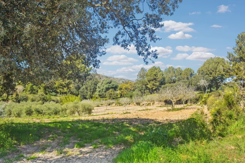 Son Servera, Mallorca, Son Servera, Son Servera, Balearic Islands, Spain. - Photo 13