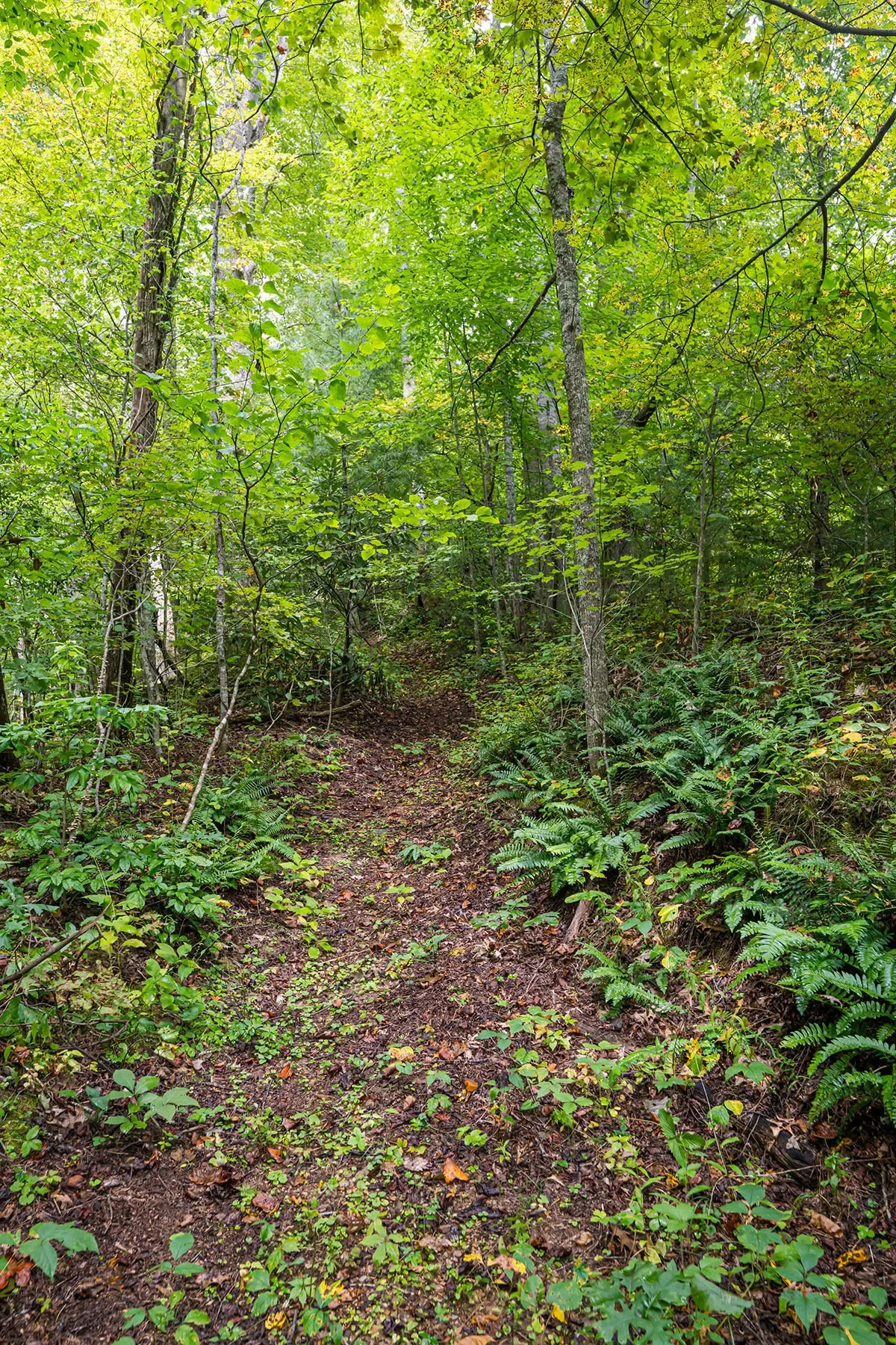 147 Dye Leaf Road, Fairview, NC 28730, Fairview, North Carolina, United States. - Photo 43