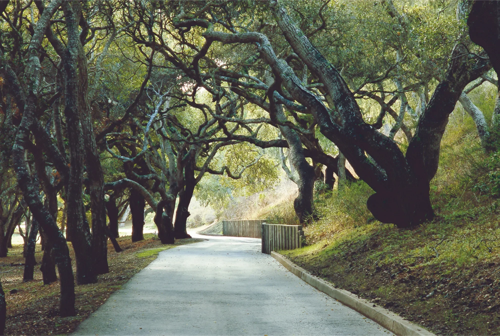 25825 Via Malpaso (Lot 68), Carmel, CA 93923, Carmel-by-the-Sea, California, United States. - Photo 11