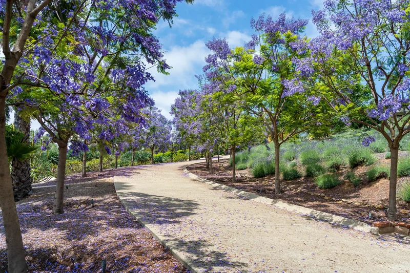 18245 Paseo Victoria , Rancho Santa Fe, CA 92067, Encinitas, California, United States. - Photo 47