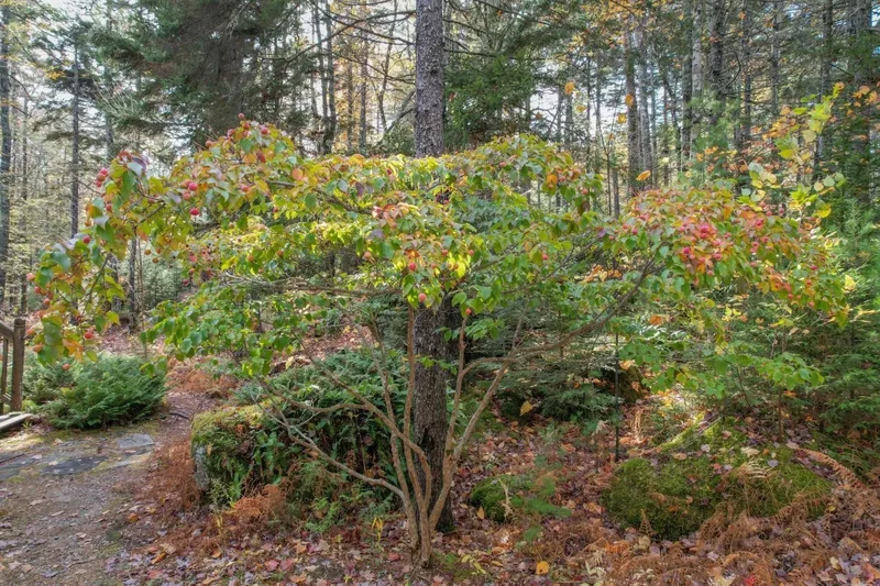 155 Long Point Way, Orland, ME 04472, Orland, Maine, United States. - Photo 18
