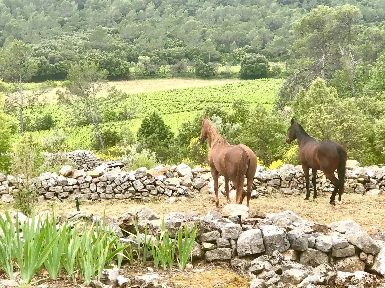 Pignans, Provence-Alpes-Côte d'Azur, France. - Photo 5