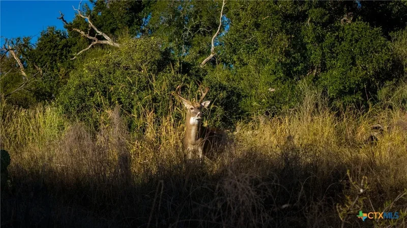 7702 Ranch Road 965, Llano, TX 78643, Llano, Texas, United States. - Photo 24