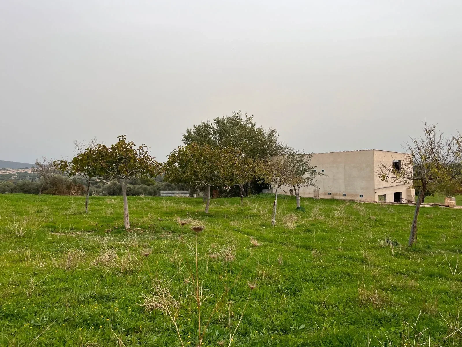 Moscari, Baleares, Moscari, Selva, Balearic Islands, Spain. - Photo 29