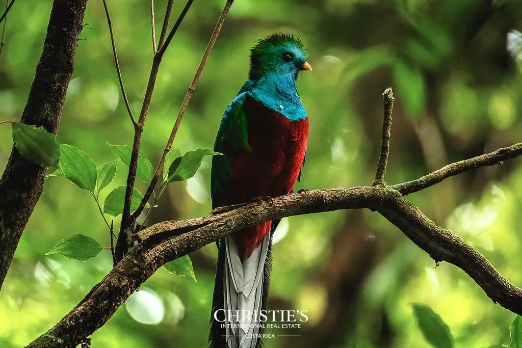 X96M+7F3, Guanacaste Province, Nicoya, Costa Rica, Nicoya, Guanacaste Province, Costa Rica. - Photo 3