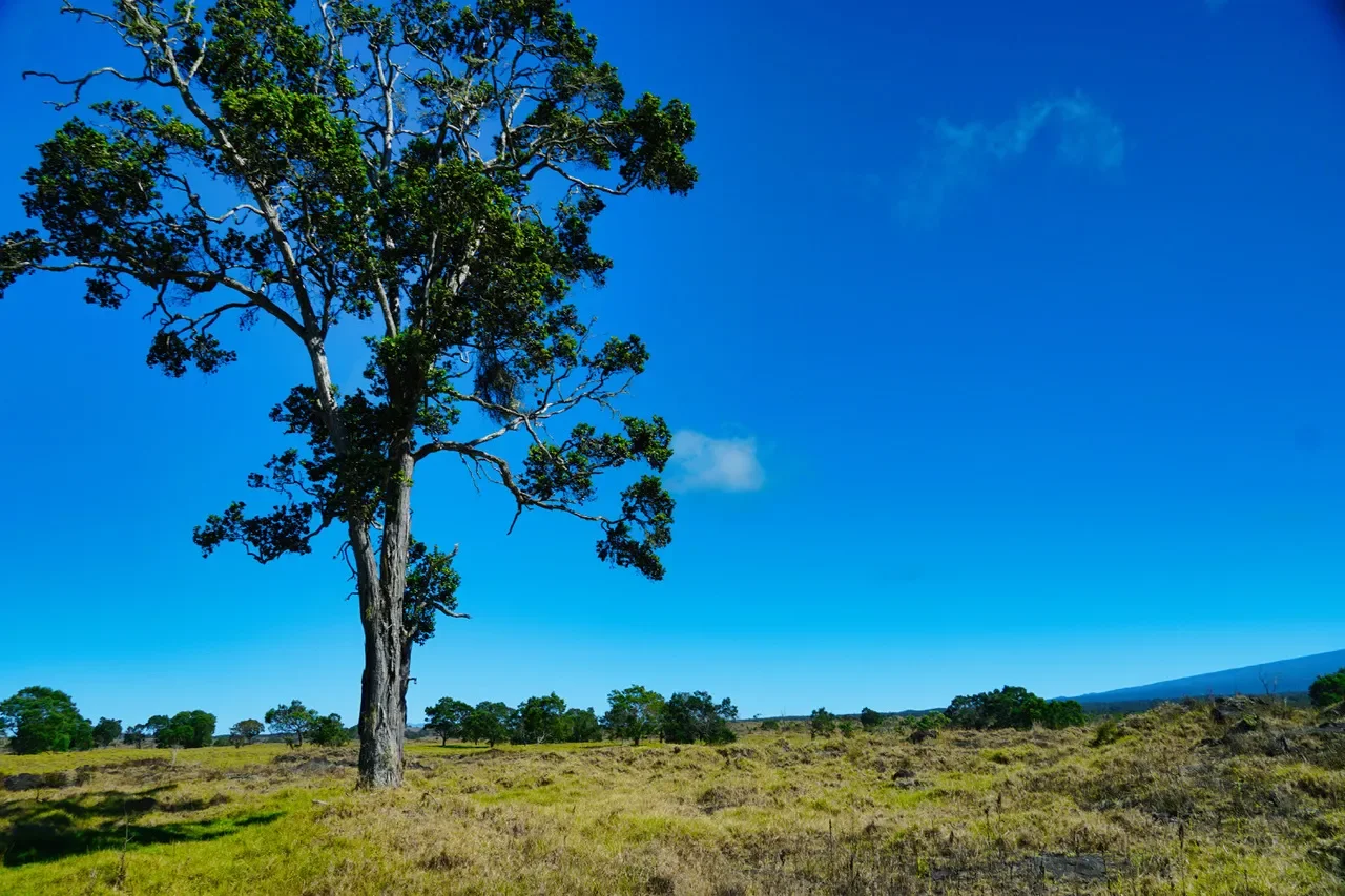 15-B #Hokukano Lot 15B, Kealakekua, HI 96725, Captain Cook, Hawaii, United States. - Photo 11
