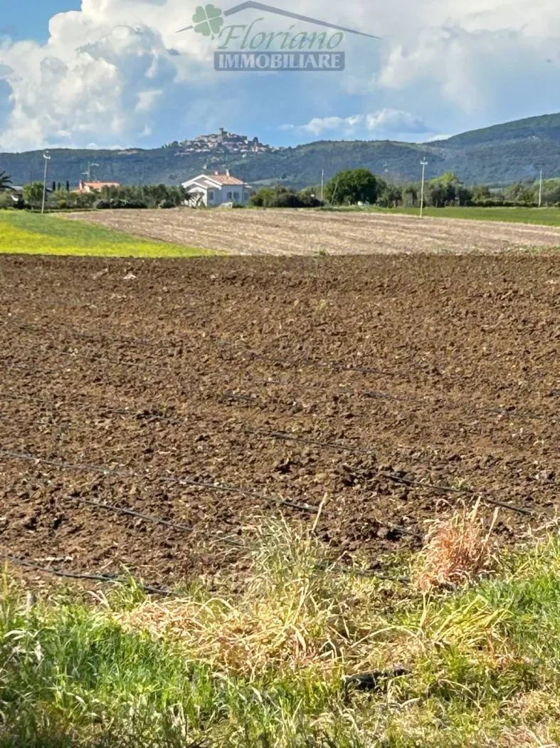 Strada Tavolaro, Montalto di Castro, Lazio, Italy. - Photo 41