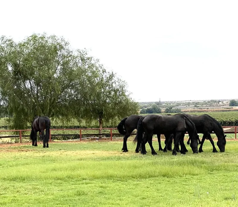 Upington, Northern Cape, South Africa. - Photo 28