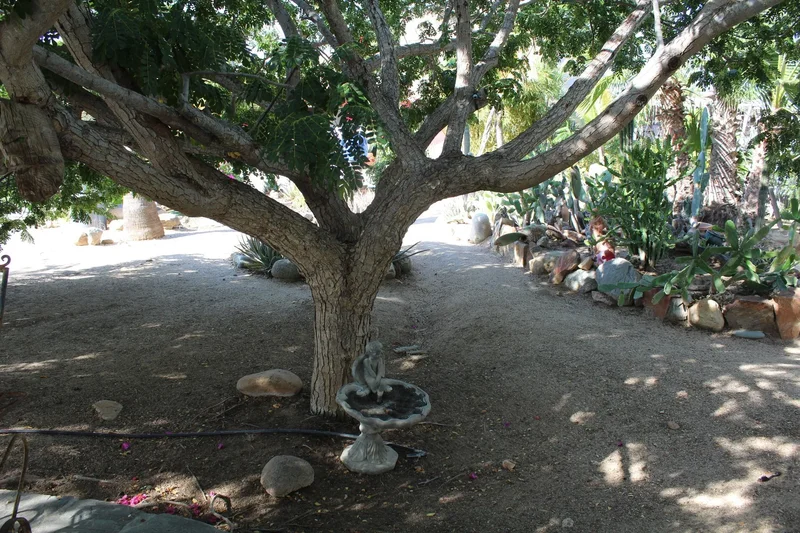 Camino al Cielo, Todos Santos, Baja California Sur, Mexico. - Photo 14