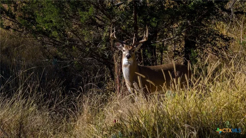7702 Ranch Road 965, Llano, TX 78643, Llano, Texas, United States. - Photo 22