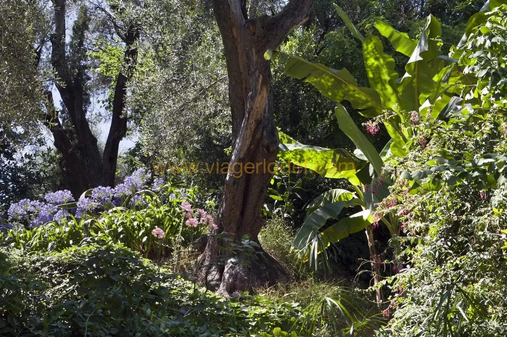 Menton, Provence-Alpes-Côte d'Azur, France. - Photo 7