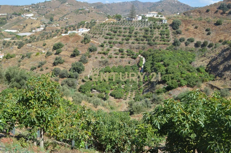 Diseminado Pago Manzano Bajo, Torrox, Spain, Torrox, Andalusia, Spain. - Photo 68