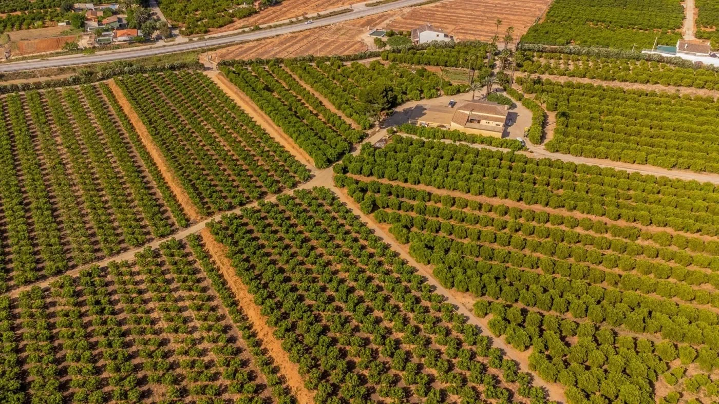 Rustic Villa With Orange And Persimmon Groves