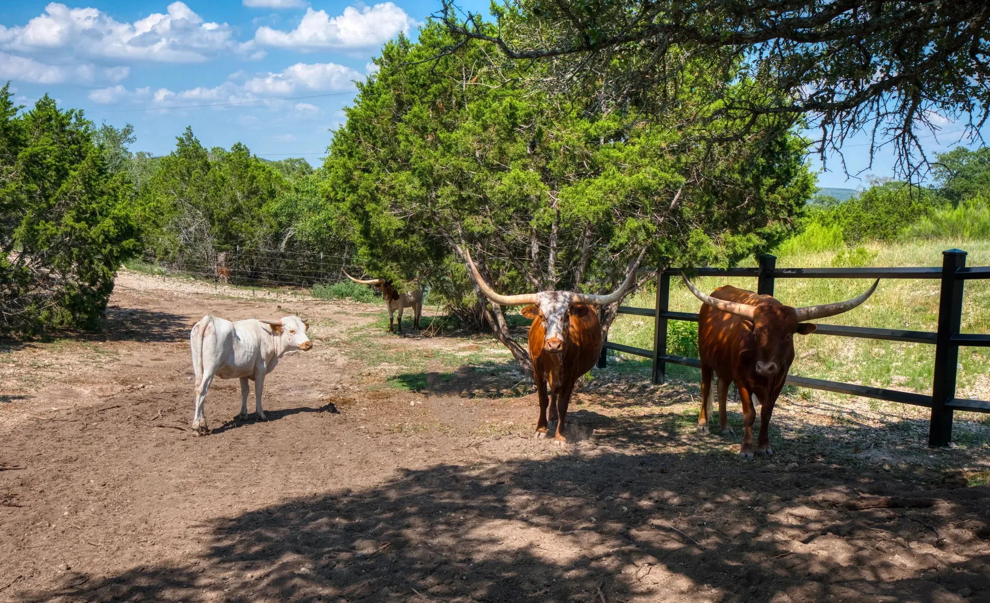 298 Table Rock , Helotes, TX 78023, Helotes, Texas, United States. - Photo 15