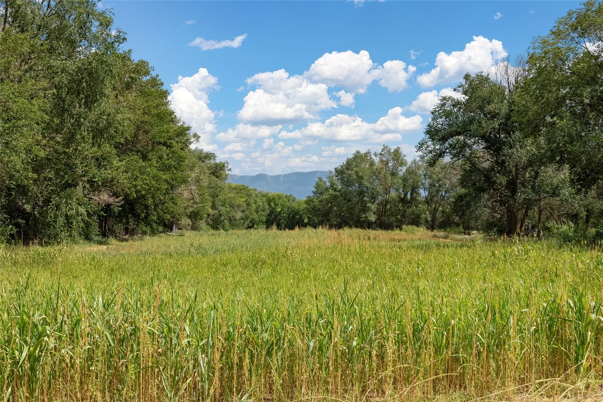 0 Wallace Lane, Corrales, NM 87048, Corrales, New Mexico, United States. - Photo 10