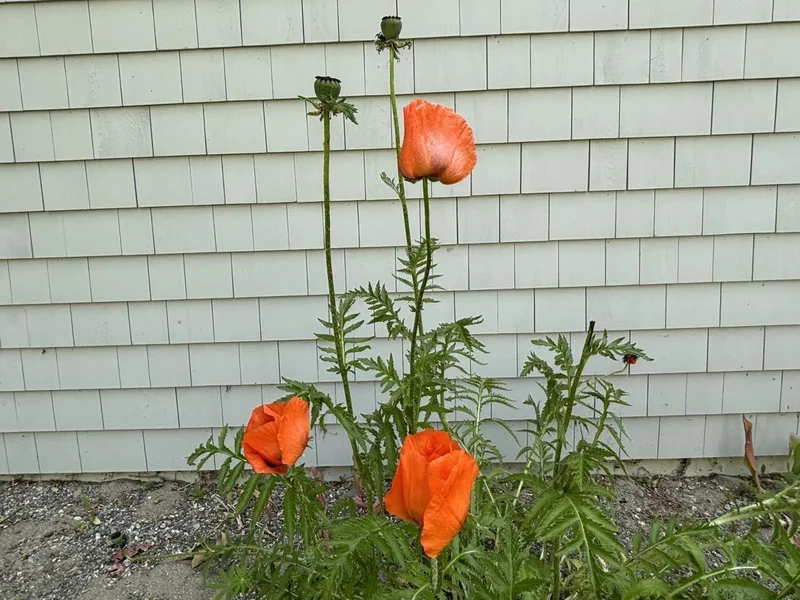 8 Sterling Street, Ellsworth, ME 04605, Trenton, Maine, United States. - Photo 43