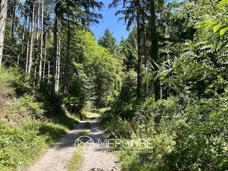 Equestrian property in the heart of the forest with unique, breathtaking views of the Morvan