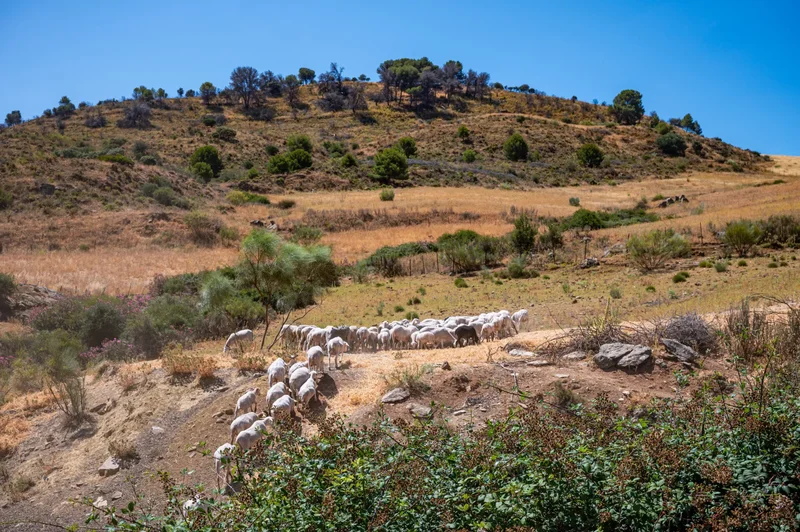 29420 El Burgo, Málaga, Spain, El Burgo, Andalusia, Spain. - Photo 56