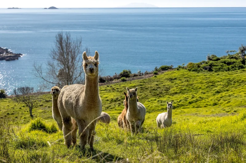 54 Korora Road, Waiheke Island, AUK, Waiheke Island, Auckland, New Zealand. - Photo 26