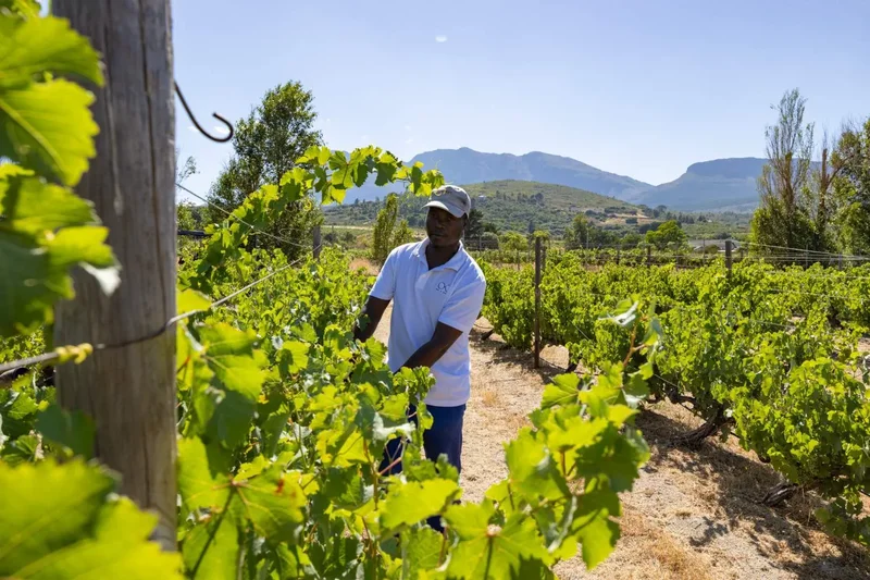 Paarl, Western Cape, South Africa. - Photo 54