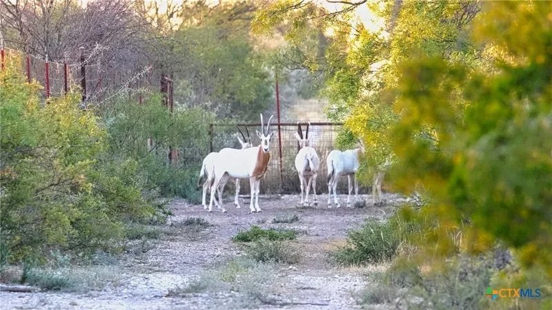 000 Ranch to Market 3008, Brackettville, TX 78832, Brackettville, Texas, United States. - Photo 44