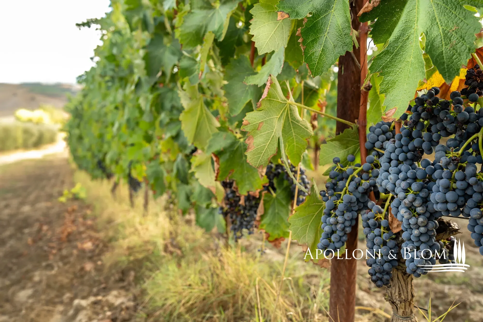 SP 14, Tuscany, Italy. - Photo 39