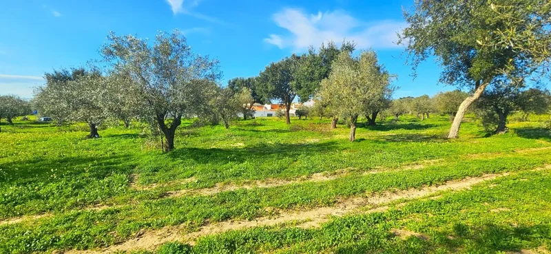 Melides, Grândola, Setúbal, Grândola, Melides, Setubal, Portugal. - Photo 15