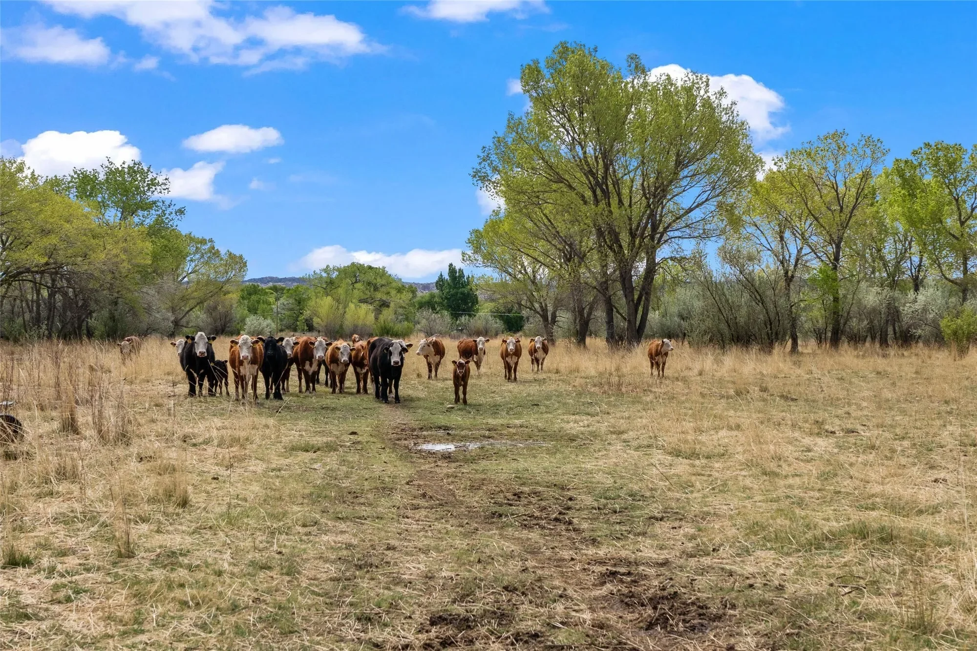 781 County Road 57 , Lyden, NM 87582, Velarde, New Mexico, United States. - Photo 4