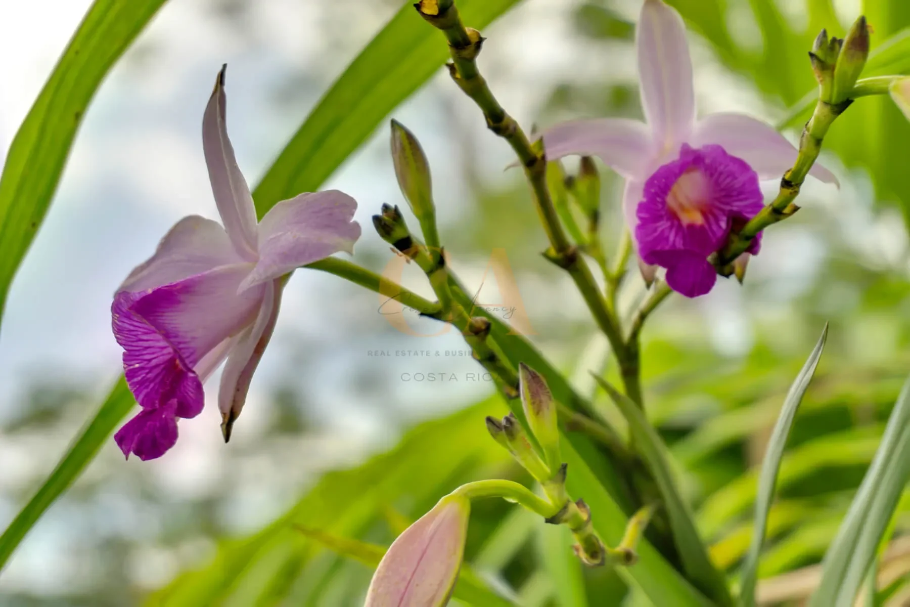 Bo. Holandés, San José, San Rafael, Costa Rica, San Rafael District, Oreamuno, Cartago Province, Costa Rica. - Photo 32