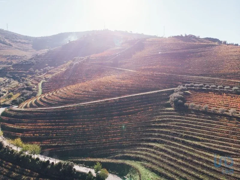 Folgosa, Armamar, Viseu, Armamar, Armamar, Viseu District, Portugal. - Photo 16