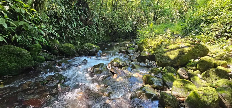 Boquerón  CORDILLERA ARRIBA, VOLCÁN, Cordillera, Chiriquí Province, Panama. - Photo 3