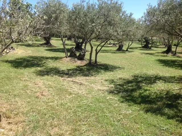 Manosque, Provence-Alpes-Côte d'Azur, France. - Photo 7